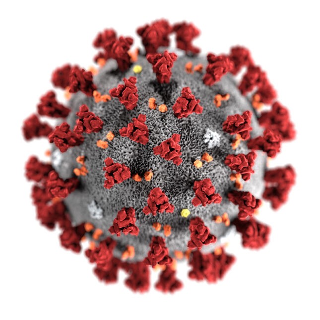 Coronavirus / COVID-19